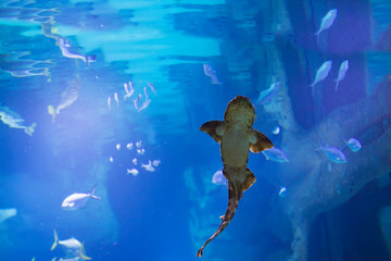 Cat shark in the oceanarium