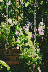 A couple of wooden planters with various herbs and vegetables hanging in an urban gardening greenhouse 