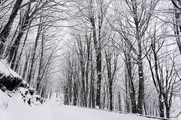 winter landscape with trees and snow