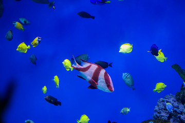 Multi-colored tropical fish on the background of reefs and corals.
