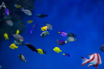 Fototapeta na wymiar Multi-colored tropical fish on the background of reefs and corals.