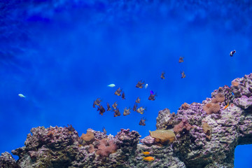 Fototapeta na wymiar A flock of tropical fish on the background of reefs and corals. Exotic fish in blue water