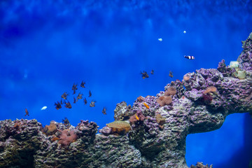Fototapeta na wymiar A flock of tropical fish on the background of reefs and corals. Exotic fish in blue water