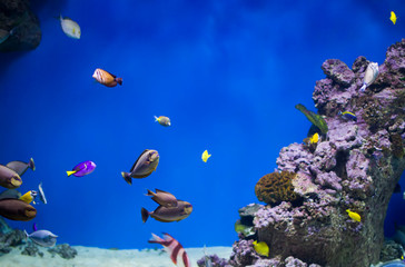 Fototapeta na wymiar A flock of colorful tropical fish on the background of reefs and corals. Exotic fish in blue water