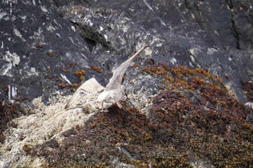 birds on the coast of Myross Island