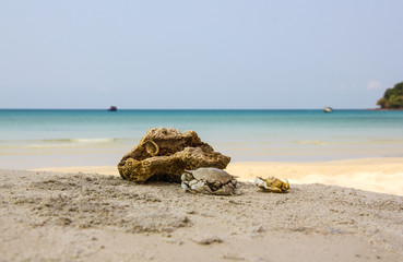 Fototapeta na wymiar crabs on the sand