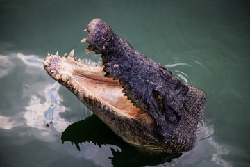 crocodile in the water