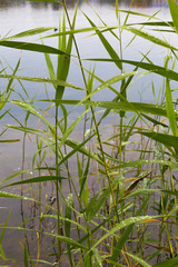 Lake grass with raindrops on the leaves.