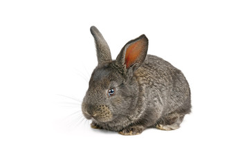 Little domestic rabbit isolated on white background.