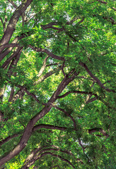 Tree branches and rich green foliage background