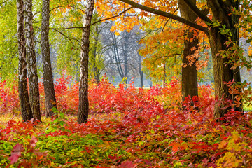 Autumn colors: yellow, orange, red