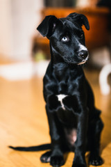 Black puppy looking 
