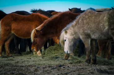 Funny plush Icelandic horses on the farm in the mountains of Iceland eating sear yellow grass