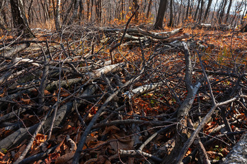 Panoramic view of the forest, with its bright colors, in an autumn afternoon.