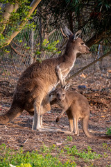 Wild kangaroo mother and joey in Western Australia