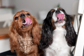 Funny licking dogs lying on the white chair
