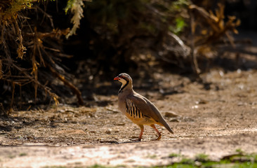 Chukar Partridge (Alectoris chukar) in Kodachrome Basin State Park Camp Grounds in Utah