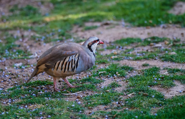 Chukar (Alectoris chukar) feeding in Kodachrome Basin State Park Camp Grounds in Utah