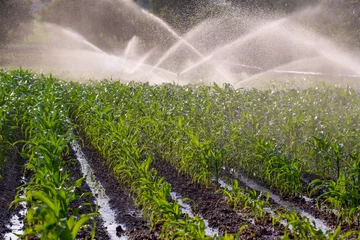 Fotobehang Irrigation on a young maize crop in South Africa © Adele De Witte
