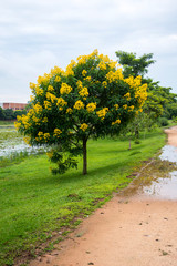 Yellow Tree