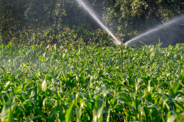 Irrigration on a young maize crop in South Africa