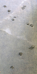 Fototapeta na wymiar Imprints of a cat's paw in quickly hardened concrete, forever remaining