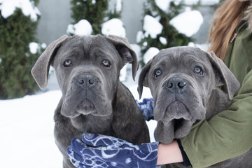 Two cute cane corso six month puppies