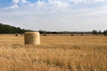 Fototapeta premium Rolls of hay on a mown field on the edge of the forest on a sunny day. 