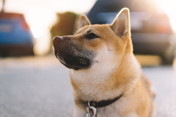 young puppy of japanese dog breed enjoys outdoor recreation in rays of the sun, portrait shiba inu close-up smiles red dog, friendship concept, pet with sad eyes, shibainu pet