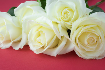White roses for holidays.