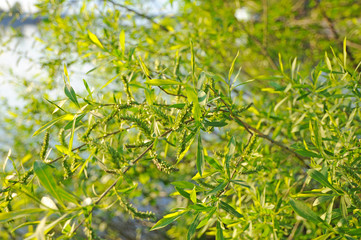 Fresh and bright spring leaves of the trees