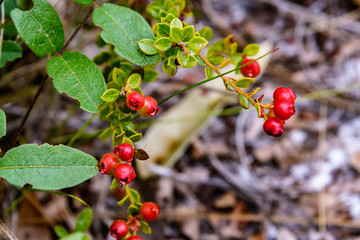 Shiny blueberries grow in flatland scrub where they find acid soil conditions