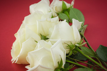 Obraz na płótnie Canvas White roses for holidays.