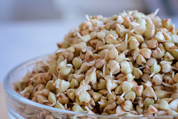 Sprouts of green buckwheat in a bowl. Macro shot. Raw buckwheat. Useful food from buckwheat sprouts for vegetarian food.