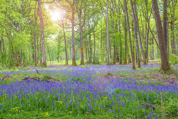 Beautiful spring landscape: blue hyacinths flowers blooming in the forest