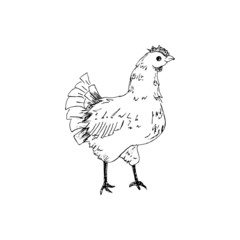 Fototapeta na wymiar chicken vector sketch , hand drawn chicken, hen sketch, hand-drawn black and white vector illustration isolated on white background for your design