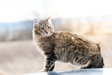 Full body portrait outdoor mixed breed cat gray brown portrait standing