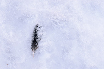 Pigeon's black and white feather cover with lay of ice in winter sunny day. Copy space for text. Winter background from top view. Concept of lightness, frost, winter, greeting, christmas, extinction.