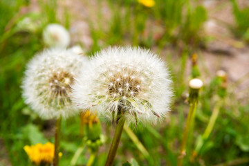 Dandelions with seeds