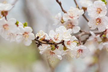 Flowering branch of apricot tree on a blurred background, close-up