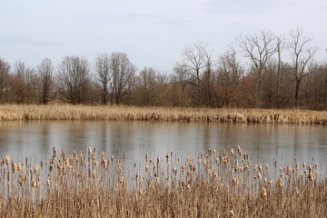 A view of a lake over the cattail on the lake shore.