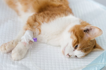 Fototapeta na wymiar sleeping cat, sedated cat on the clinic table