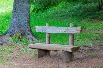 Wooden bench in the forest among coniferous trees and grass