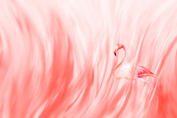 Pink flamingo on a delicate coral abstract background. Delicate summer spring image in pastel colors. Soft focus.
