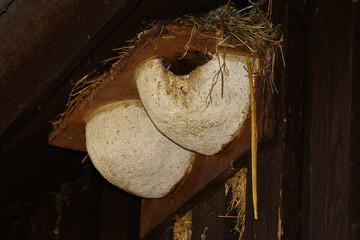 Schwalbennest an der Wand
