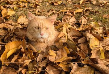 Naklejka na ściany i meble red maine coon cat lies and rests among the autumn leaves in the warm sun
