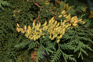 Fruchtansatz, Blüten der Scheinzypresse, Lebensbaum, Cupressocyparis leylandii 