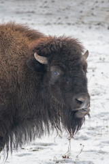 Close-up portrait of American bison (Bison Bison)