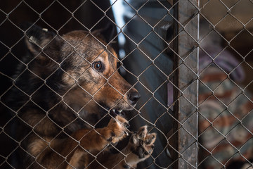 Stray dog in a shelter in a cage