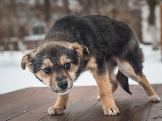 Scared homeless puppy